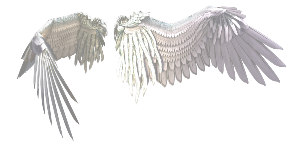 Weiße Flügel frei PNG-Bild
