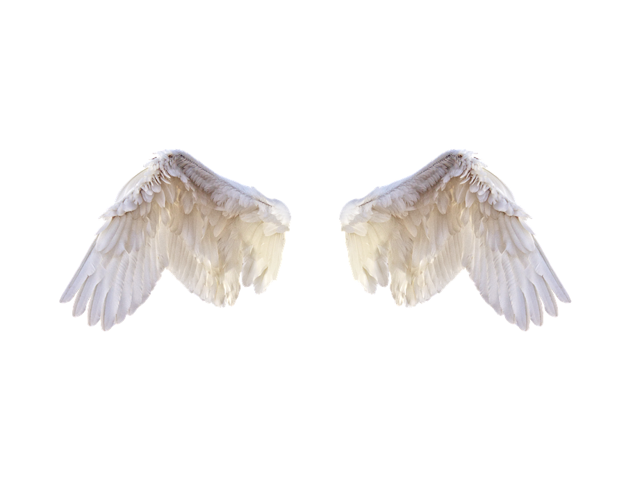 흰색 날개 PNG 그림