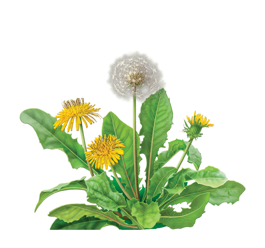 Yellow Dandelion PNG Image Background