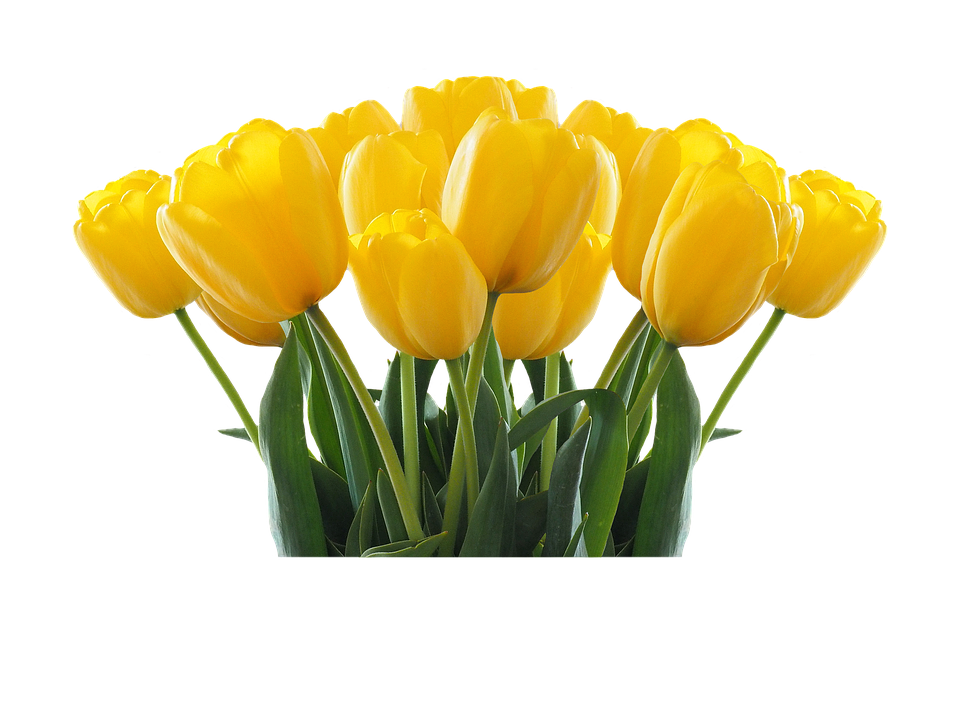 Gelbes Tulpen-freies PNG-Bild