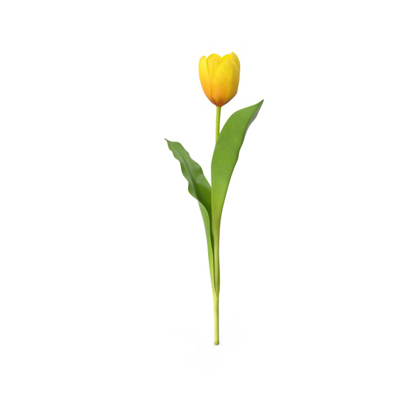 Yellow Tulip PNG Download Image | PNG Arts