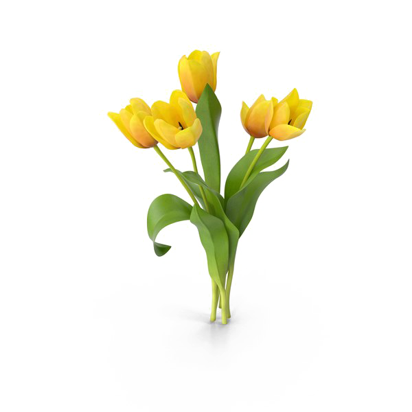 Yellow Tulip PNG Kostenloser Download