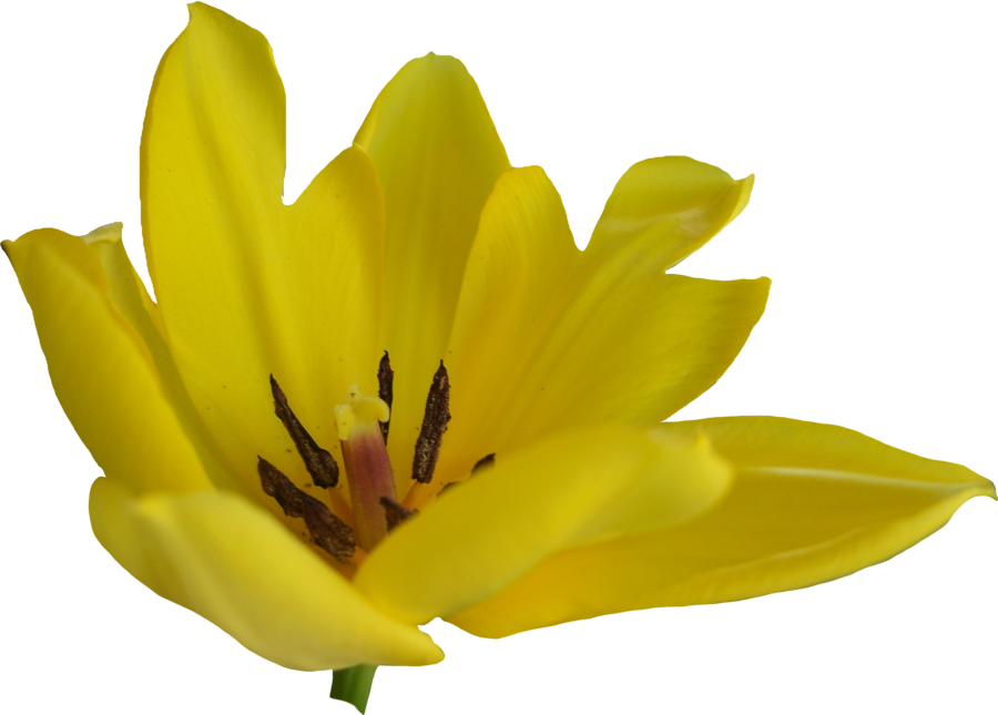 Yellow Tulip PNG High-Quality Image
