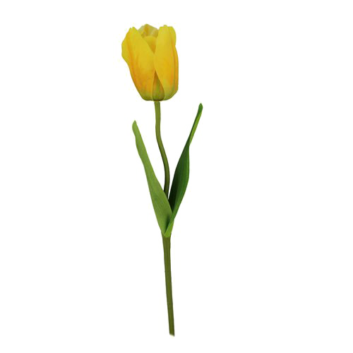 Yellow Tulip PNG Image Background