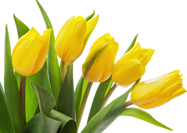 Yellow Tulip PNG Photo