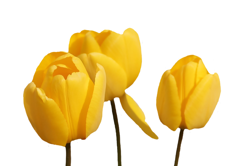 Yellow Tulip PNG Pic