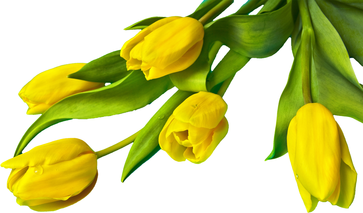 Yellow Tulip PNG Picture