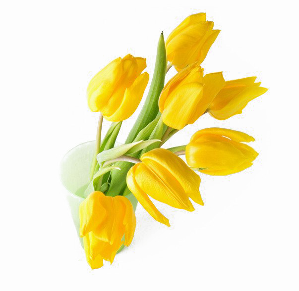 Yellow Tulip PNG Transparent Image