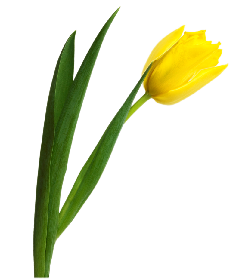 Gelbes Tulpe Transparentes Bild