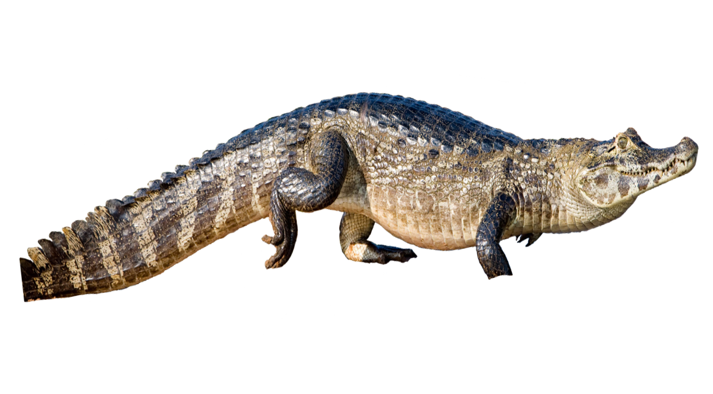 التمساح تحميل صورة PNG شفافة
