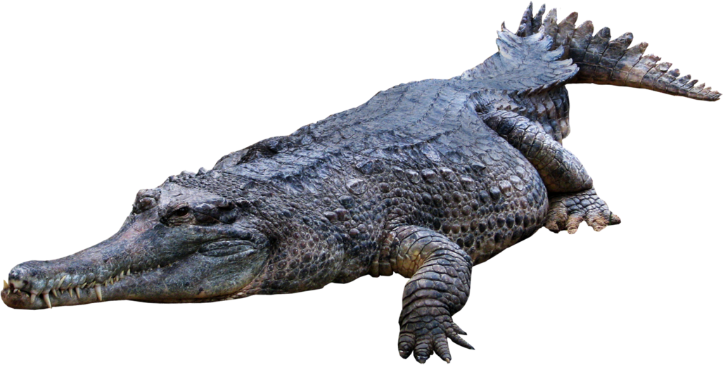 อิมเมจ PNG ฟรี Alligator