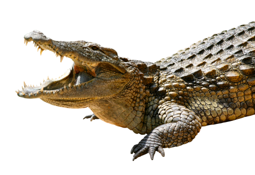 Alligator PNG achtergrondafbeelding