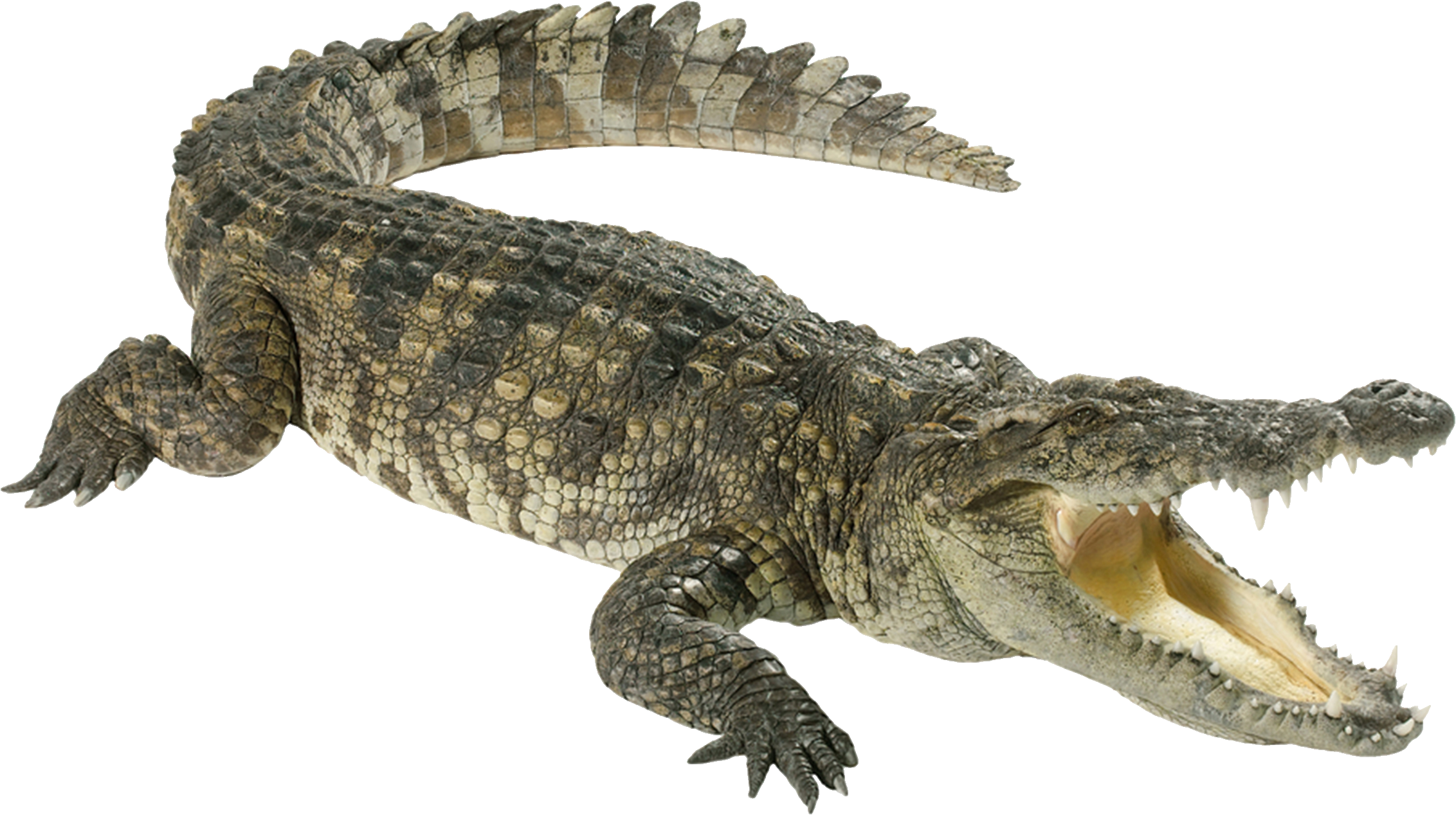 Alligator PNG Download Afbeelding