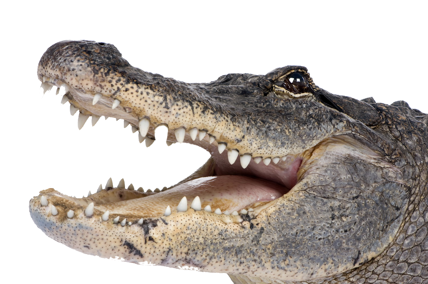 Alligator PNG hoogwaardige Afbeelding