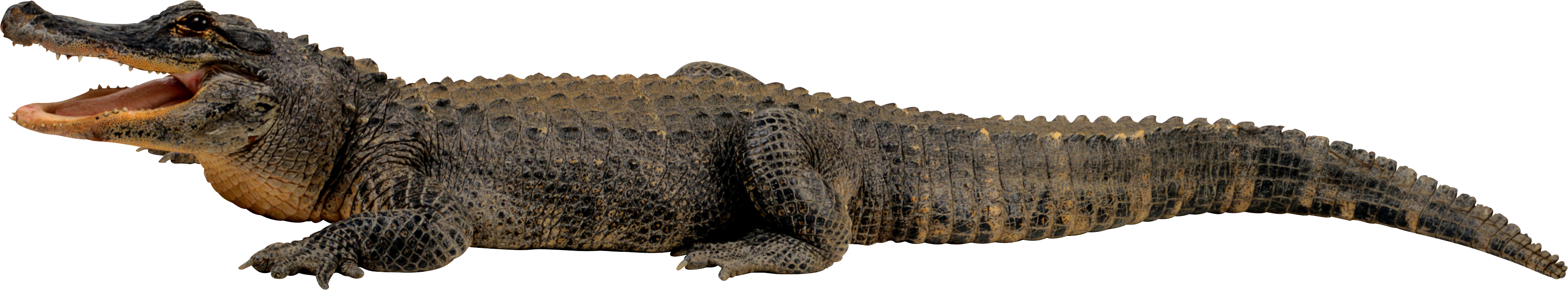 Alligator PNG Photo