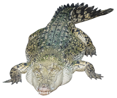 Alligator Transparent Background PNG