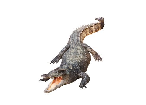 Alligator Transparante Afbeelding