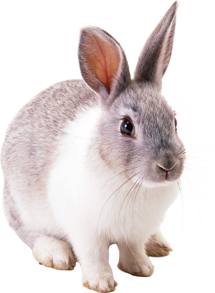Baby Easter Bunny PNG Photo