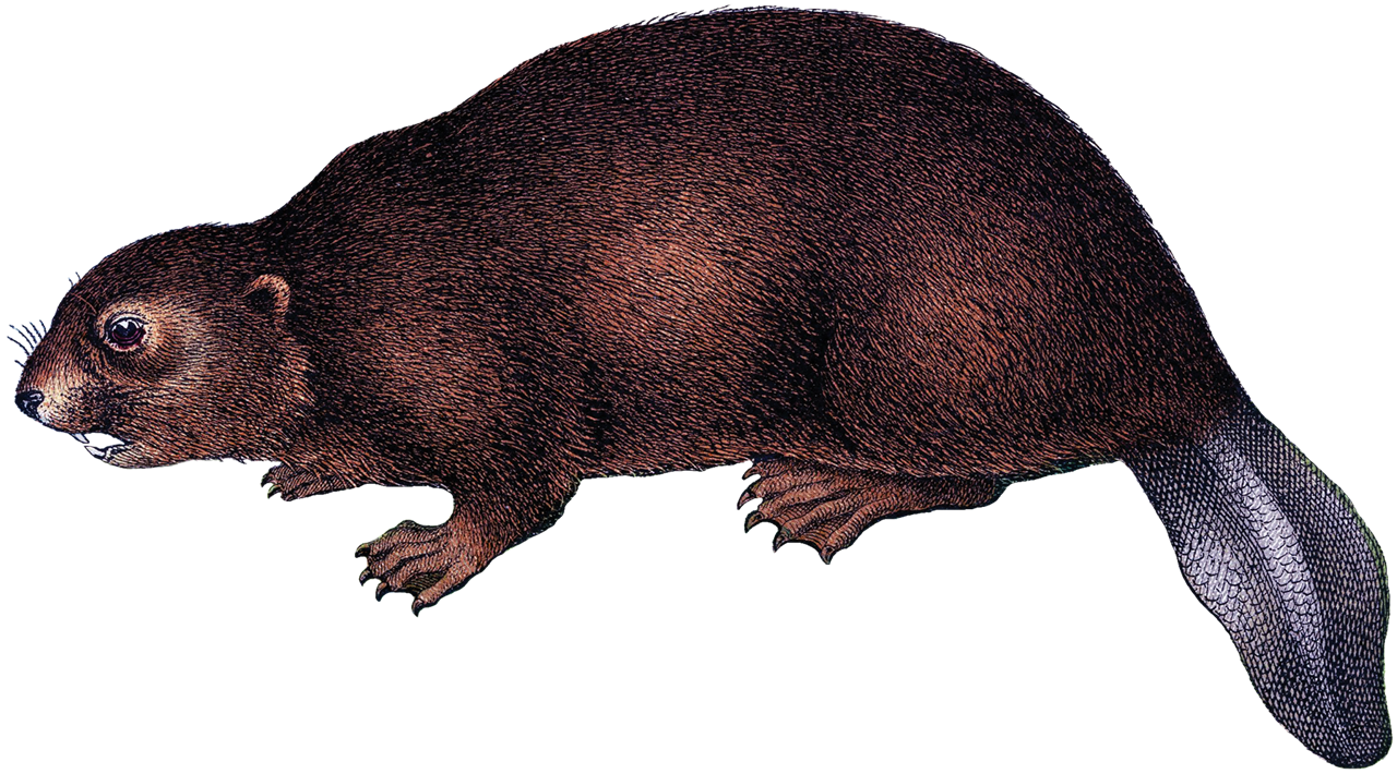 Beaver PNG фоновое изображение