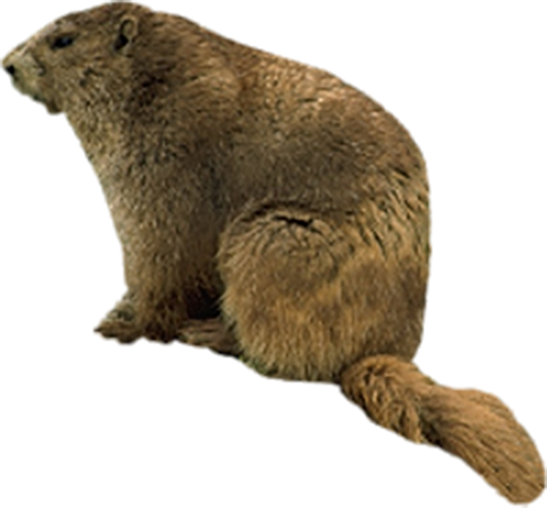 Beaver PNG скачать бесплатно