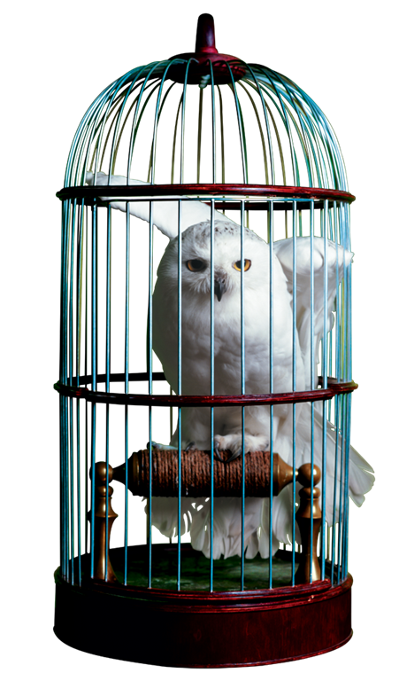 Birdcage Download PNG Image