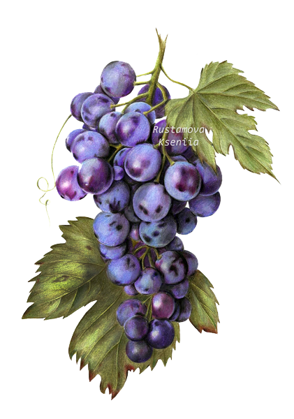Black Grapes PNG Transparent Image
