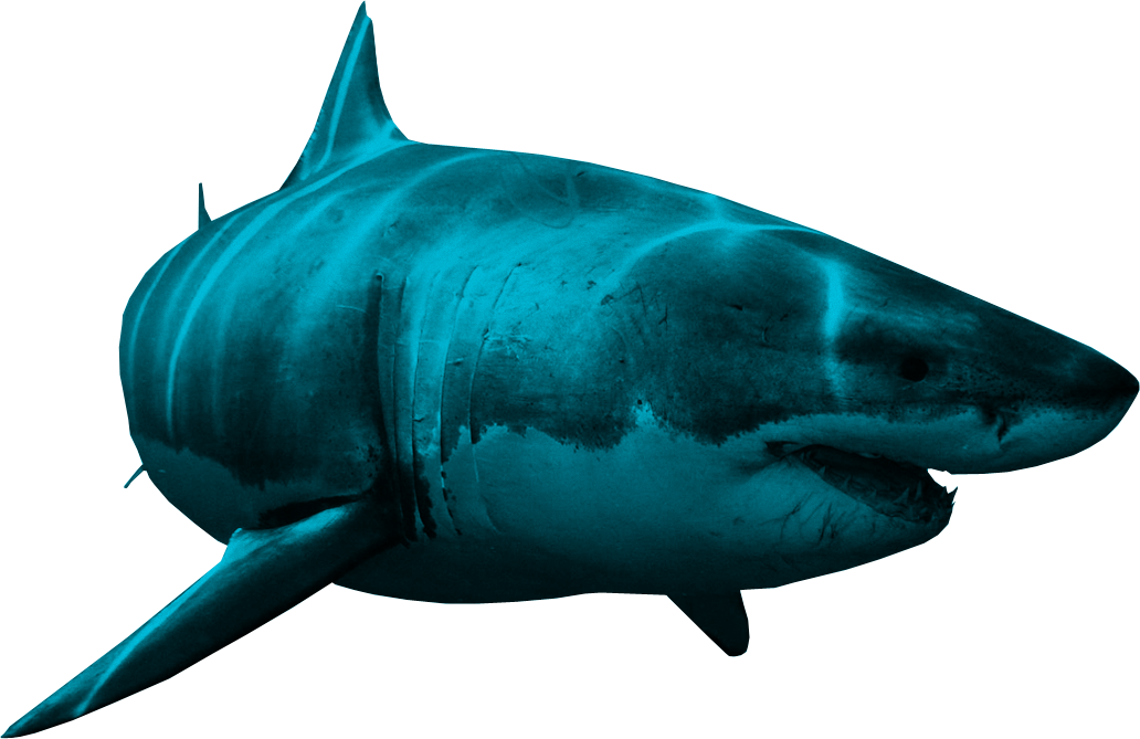 Blue Shark PNG Image Background