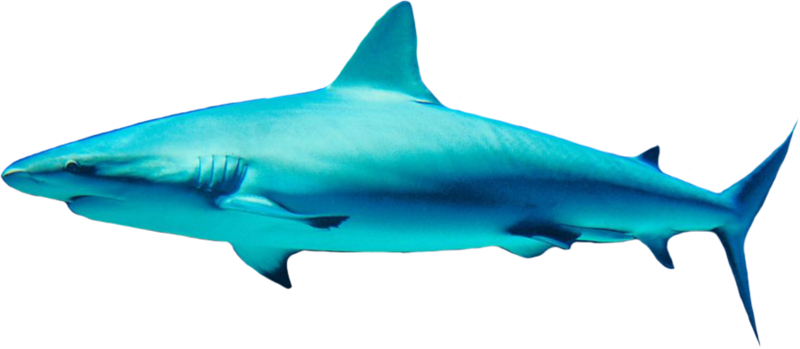 Blue Shark PNG Photo