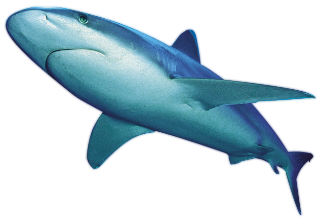 Blue Shark PNG Transparent Image