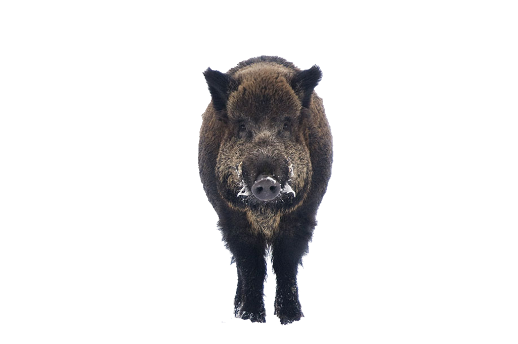 Boar Free PNG Image