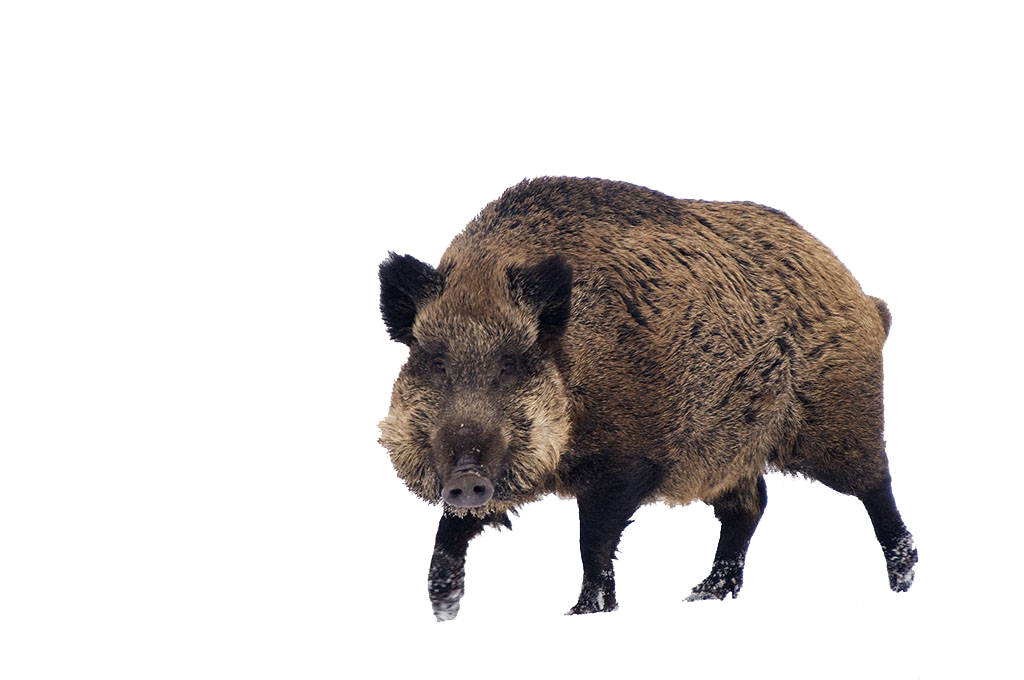 Boar Transparent Background PNG