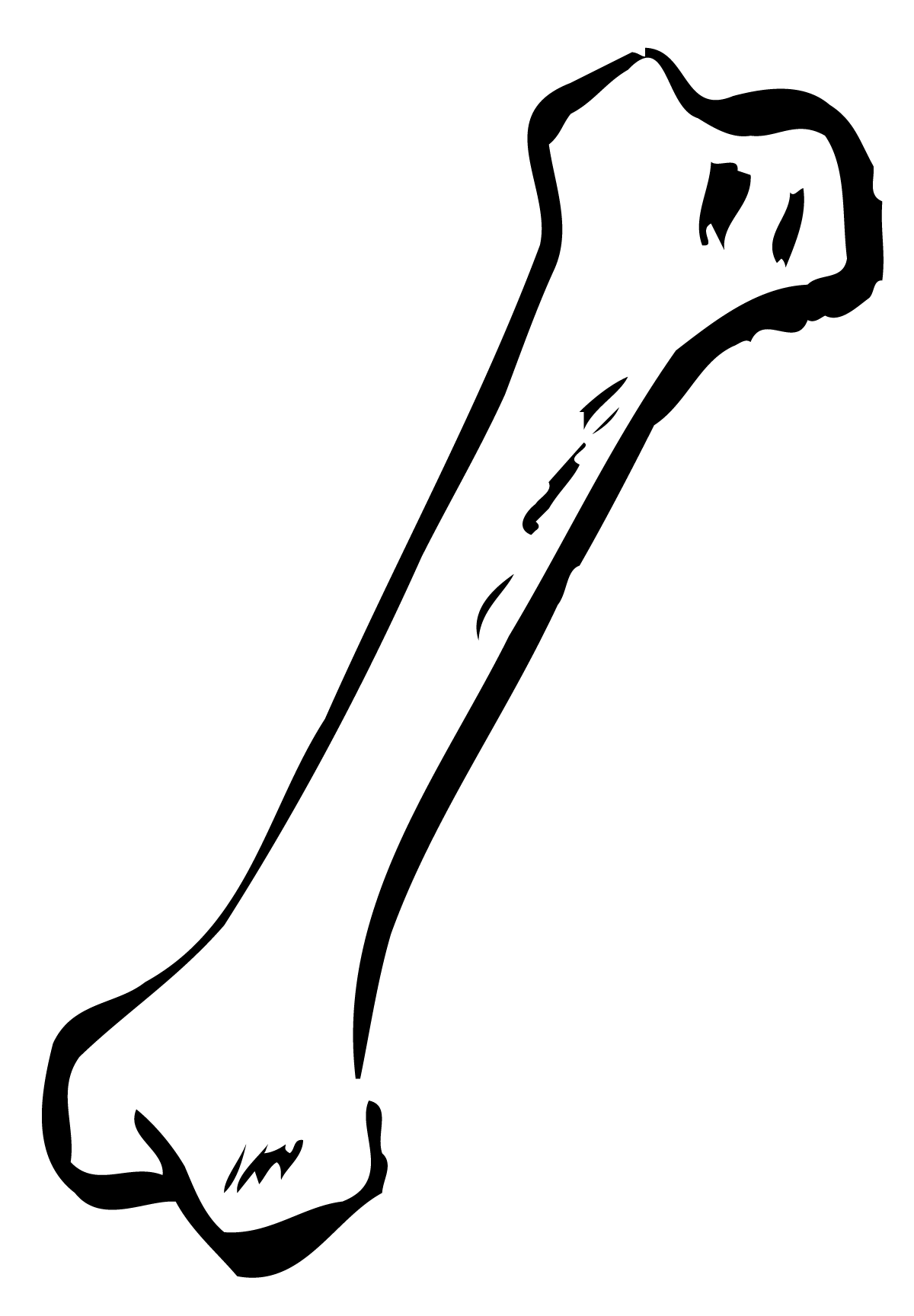 Bone PNG High-Quality Image