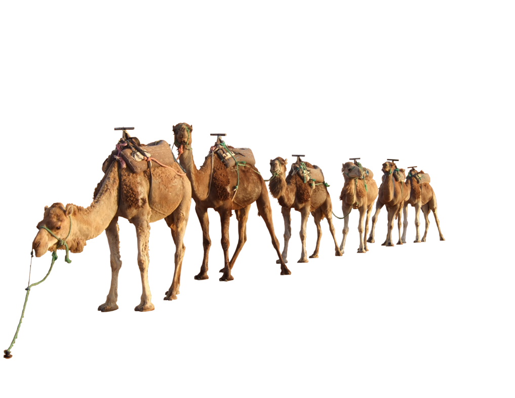 Camel PNG Download Image