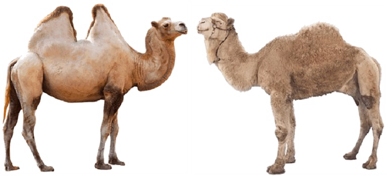 Imagem de alta qualidade de camelo PNG