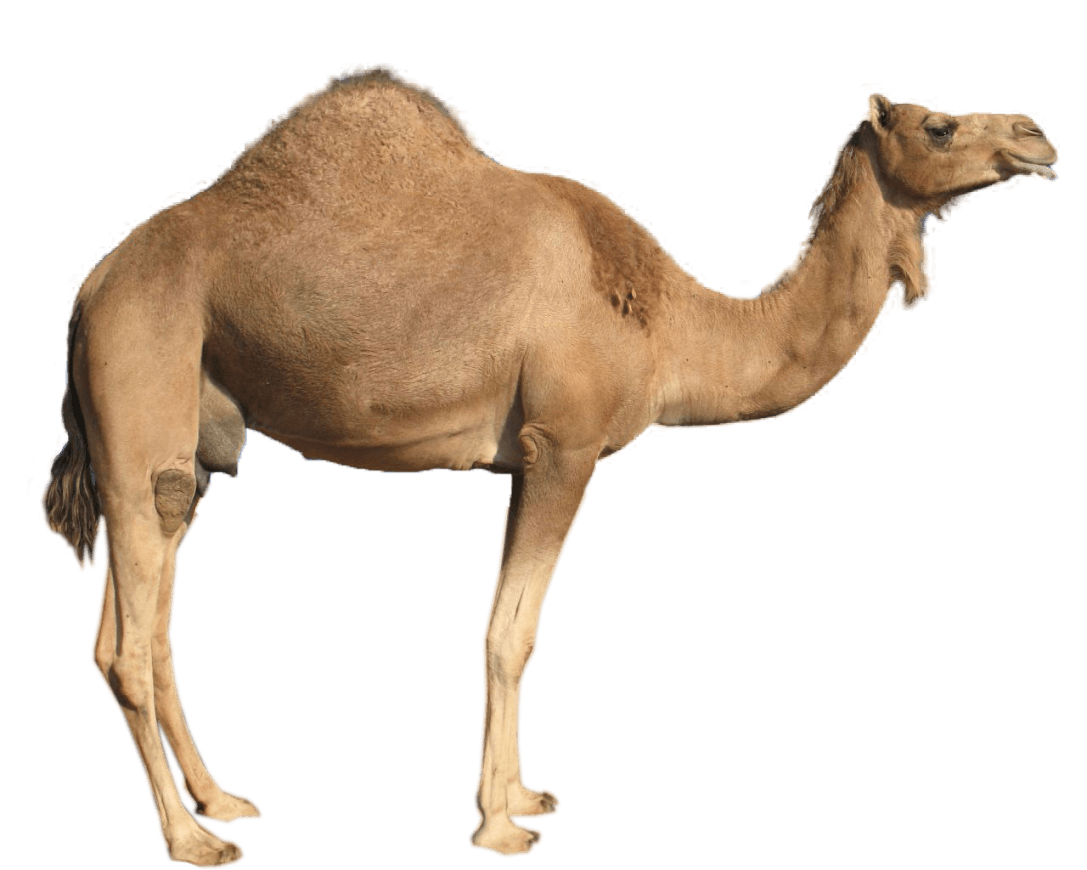 Fundo de imagem de camelo PNG