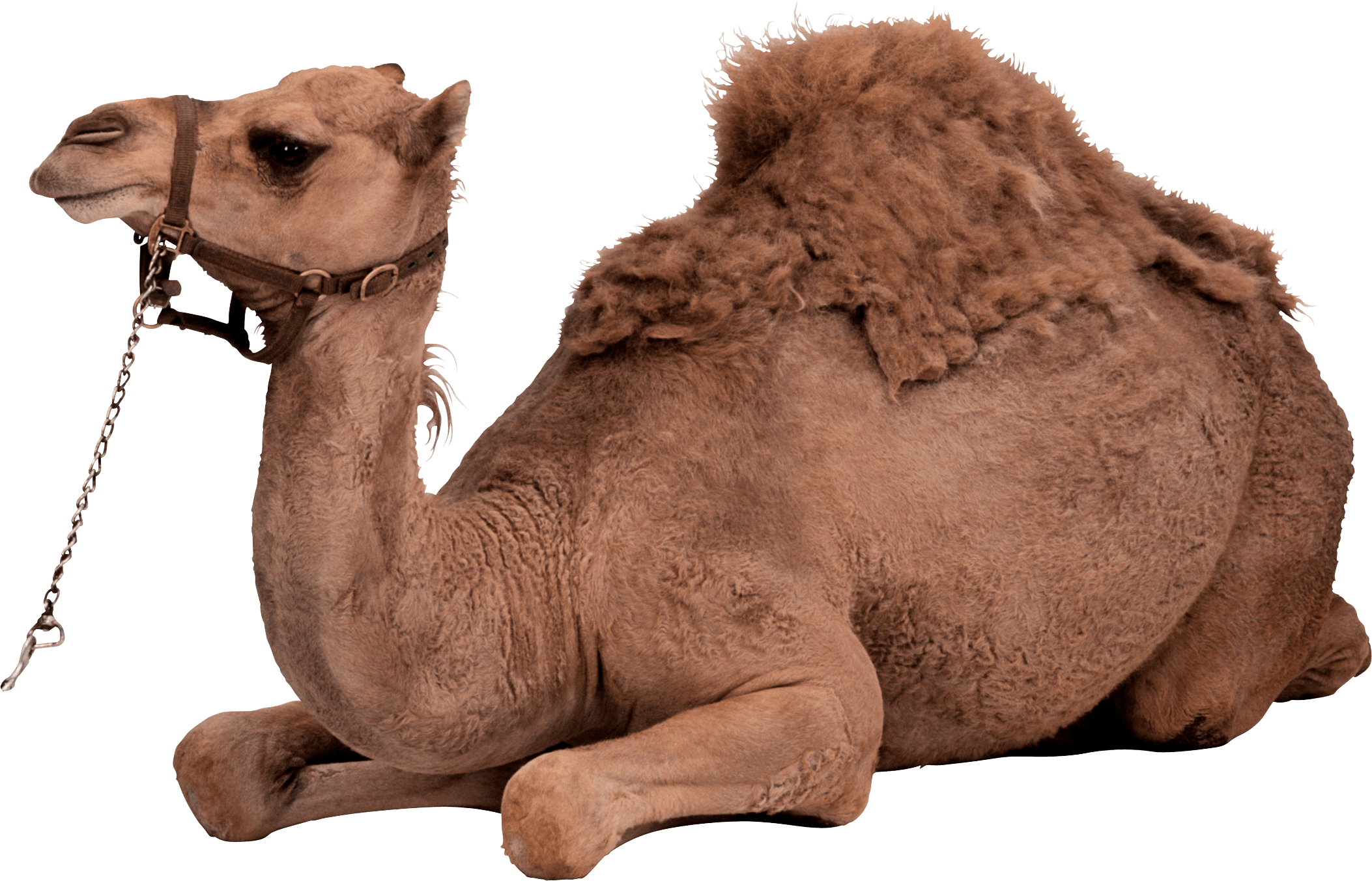 Camel PNG Photo
