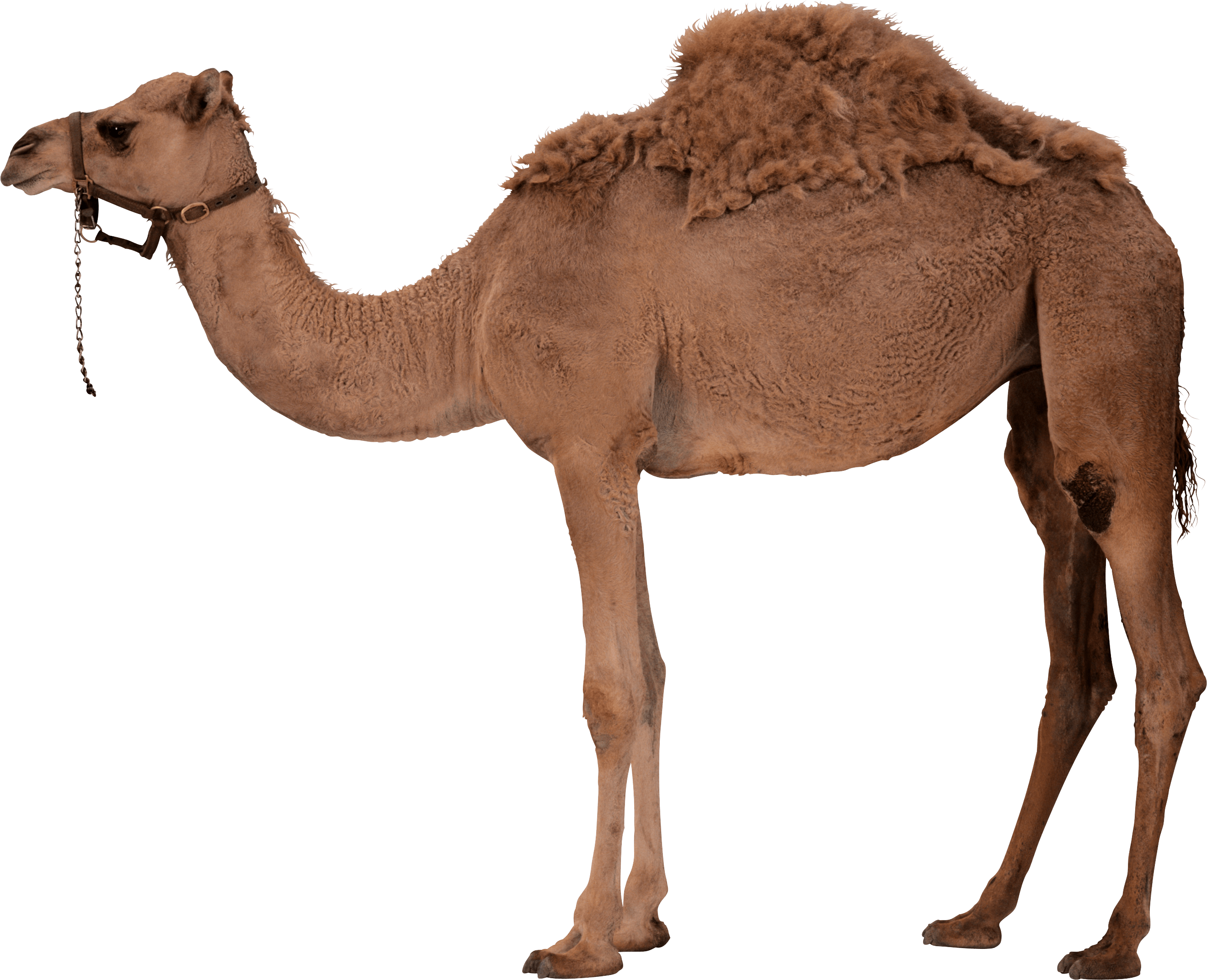 Imagem transparente de camelo PNG