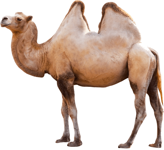 Imagem transparente de camelo