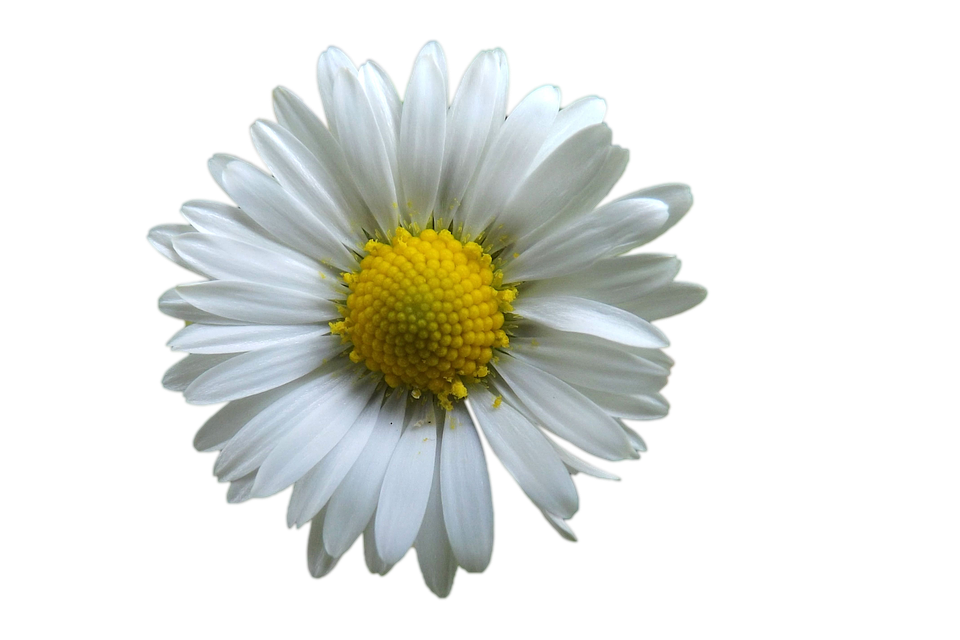 Camomile PNG Download Image