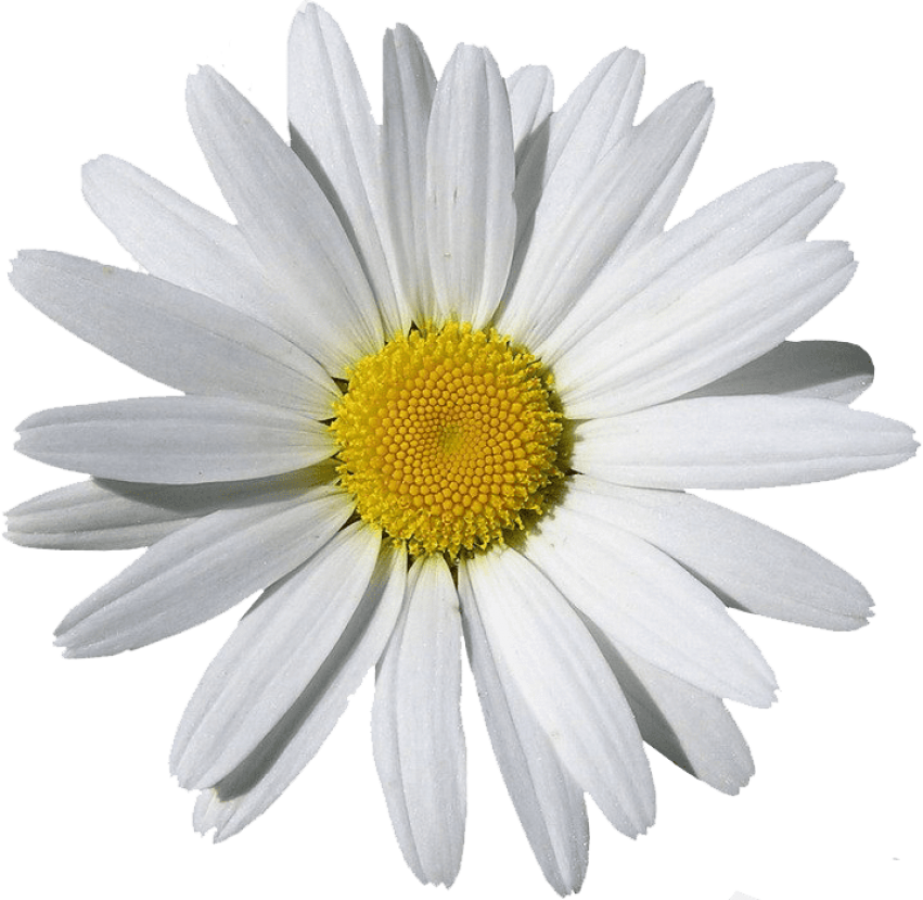 Camomile PNG High-Quality Image