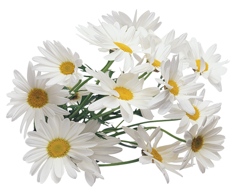 Camomile PNG Image Background