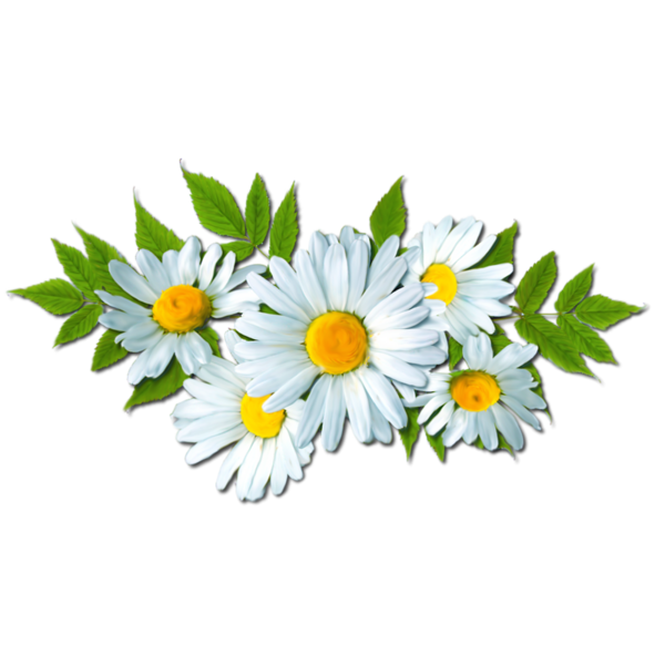 Camomile PNG-Afbeelding
