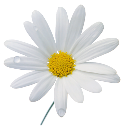 Camomile PNG Transparant Beeld