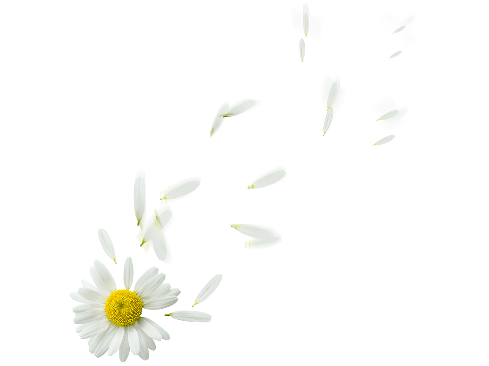 Camomile Transparent Background PNG