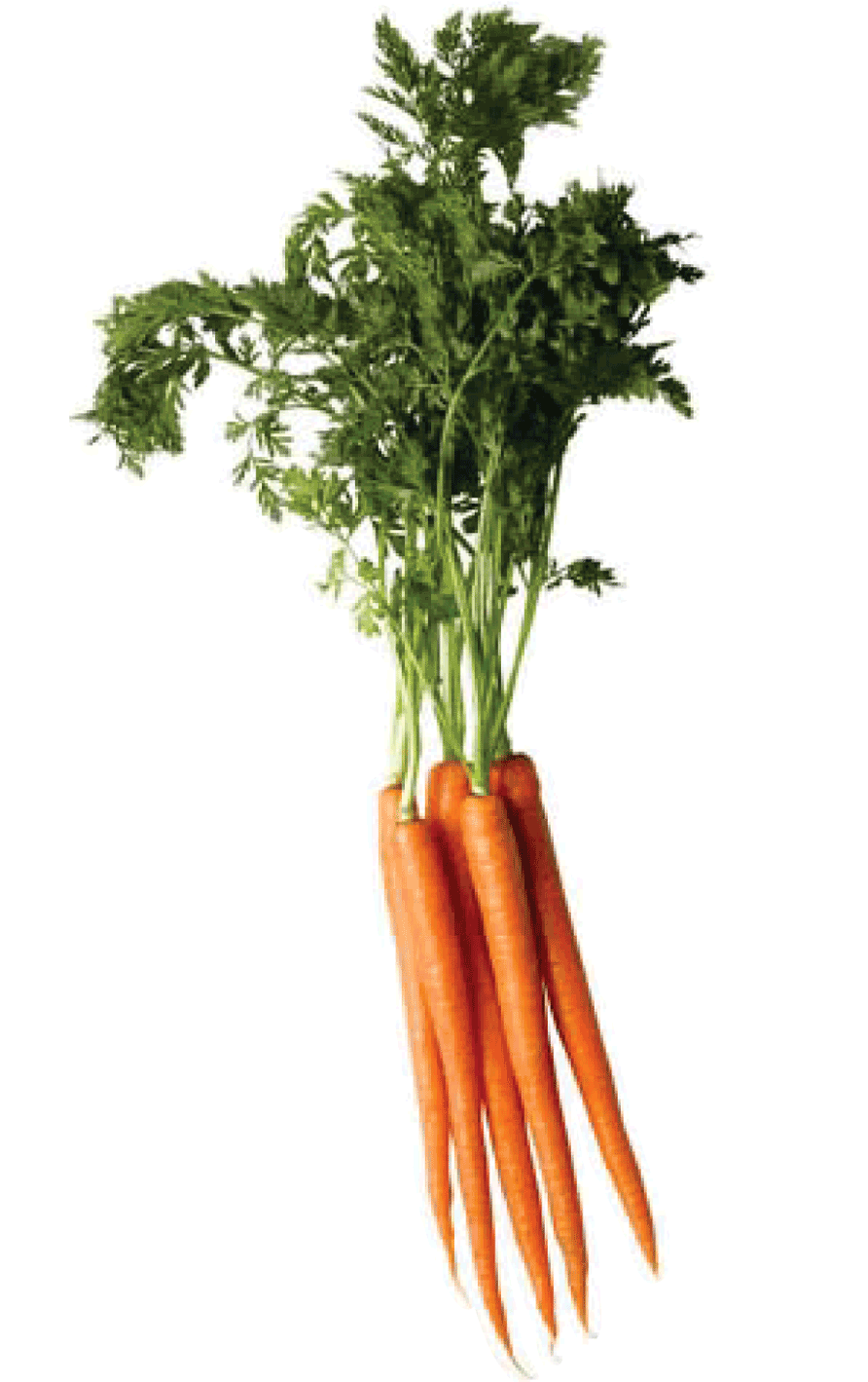 Морковь Скачать PNG Image