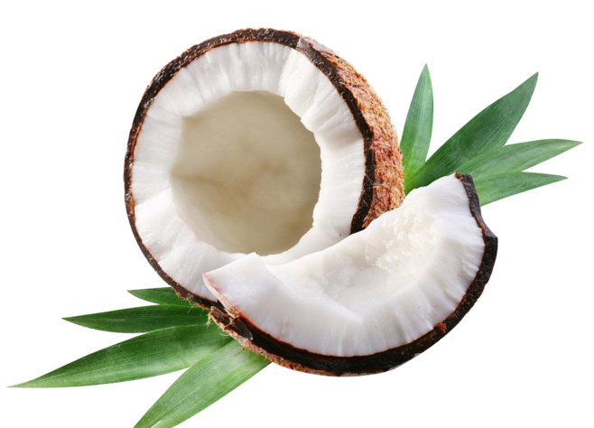 Coconut Download PNG Image
