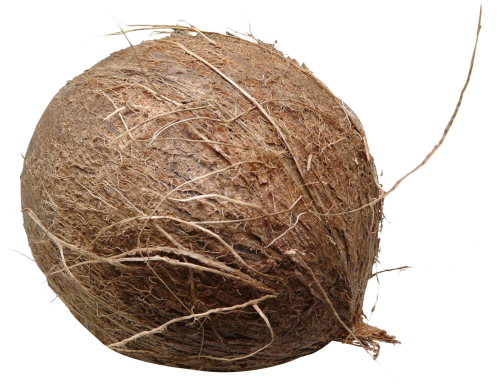 Coconut PNG High-Quality Image