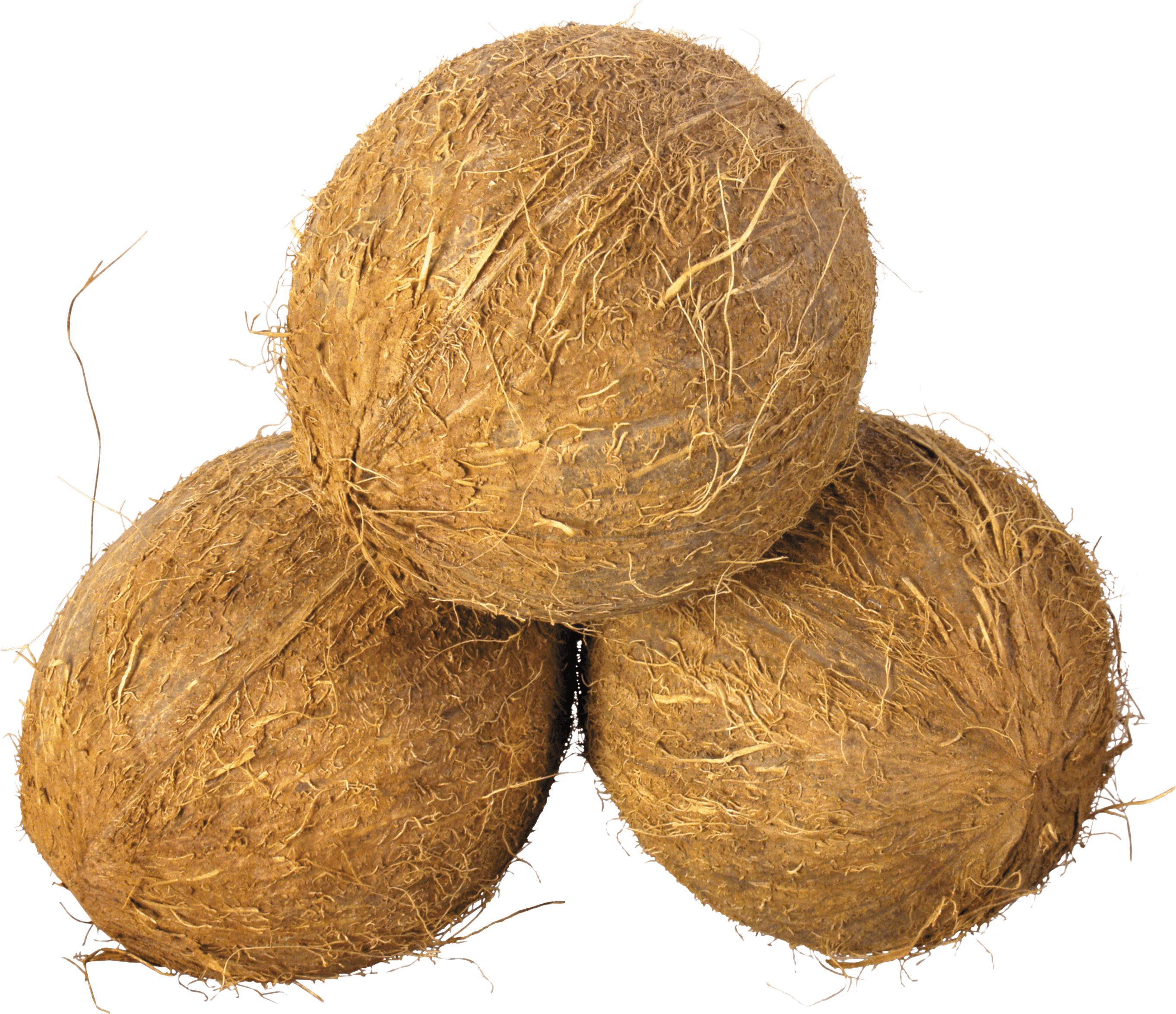 Coconut PNG Image Background