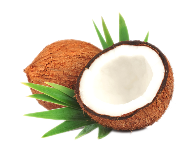 코코넛 PNG 그림
