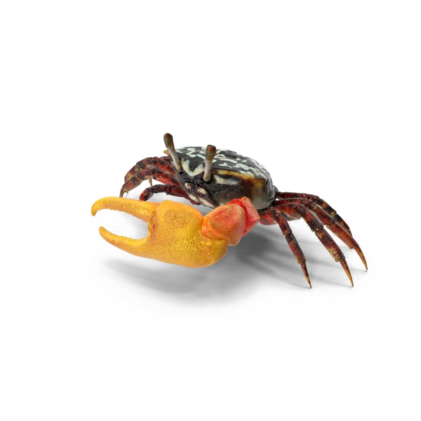 Crab PNG Download Image